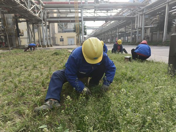 3月22日，行政保衛(wèi)部趙師傅等人在道路兩旁清除雜草。.jpg